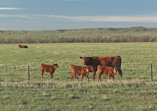 Cattle and calf losses from predators totaled nearly 220,000 head in 2010. This represented 5.5 percent of total deaths from all causes and resulted in a loss of $98.5 million to farmers and ranchers.